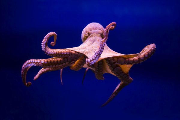Kraken ссылка tor официальный сайт