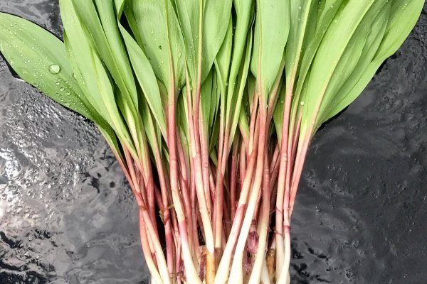 Кракен даркнет зайти